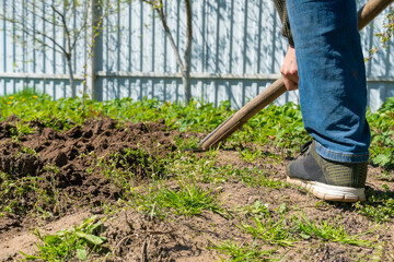 Man using a shovel covers the soil in the garden for a ridge on a sunny day close-up