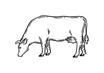 Coloring book. Farm animal. Cow sketch. Hand drawn. Vintage style. Black and white vector illustration isolated on white background.