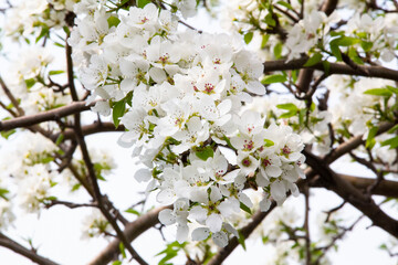 blooming tree