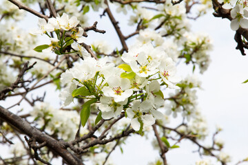 Obraz premium tree blossom