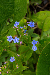 forget-me-not