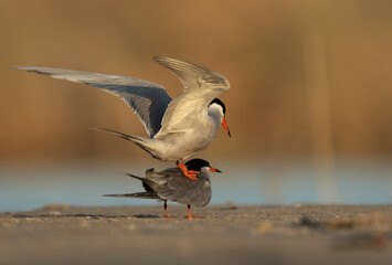 White-cheeked Tern mating at Asker marsh, Bahrain