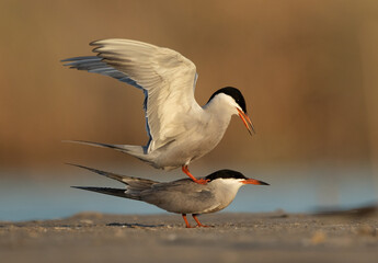 White-cheeked Tern trying to mate at Asker marsh, Bahrain