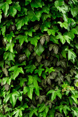 green ivy leaves
