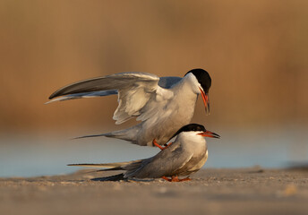 White-cheeked Tern trying to mate at Asker marsh, Bahrain