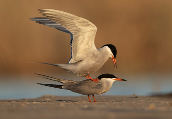Closeup of White-cheeked Tern trying to mate at Asker marsh, Bahrain