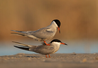 White-cheeked Tern mating pair at Asker marsh, Bahrain