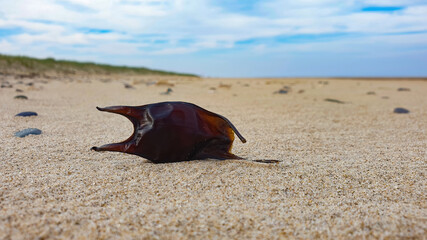 Close-up of a shark egg case resting on the beach.