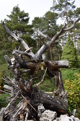 Naturaleza, árboles y arte