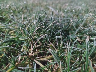 grass in the snow