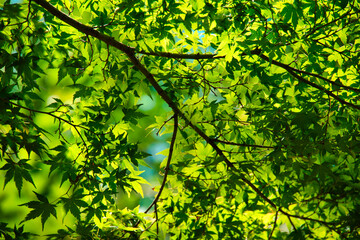 日本の夏の新緑