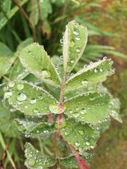 Springtime - 	dew on a leaf