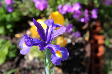 Purple Iris on yellow 