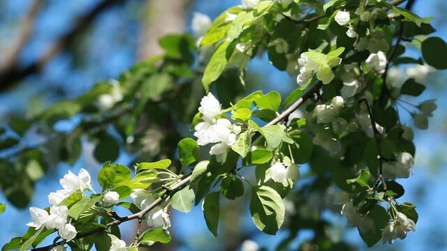 white flowers on branches blooming apple tree close to spring concept