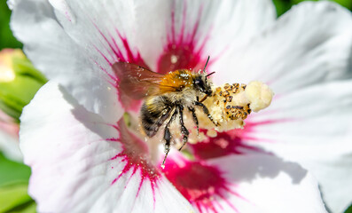 Hummel auf die  Sommer  Blümchen, Hibiskus, Nahaufnahme, Insekt  © Nina