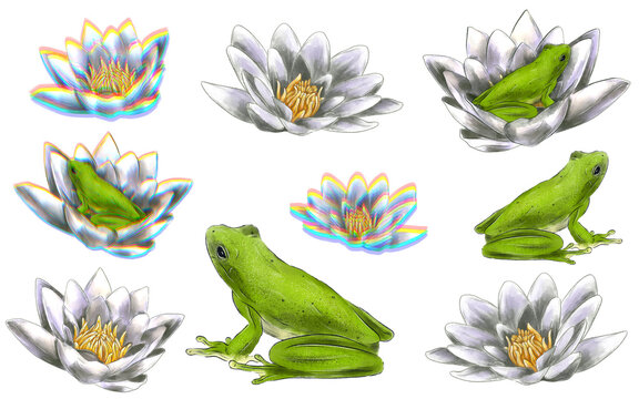 Sketch illustration of a frog with water lilies. Abstract illustration.