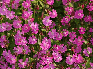 Small pink flower bed