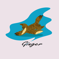 vector illustration of many medicinal ginger