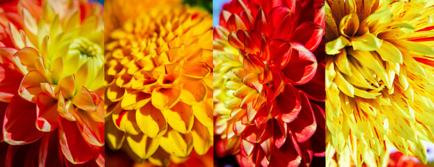 Collage mit Dahlien -Georginen genannt