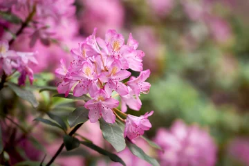 Fototapeten Pink rhododendron flower close up blooming springtime bush in city park © Sven