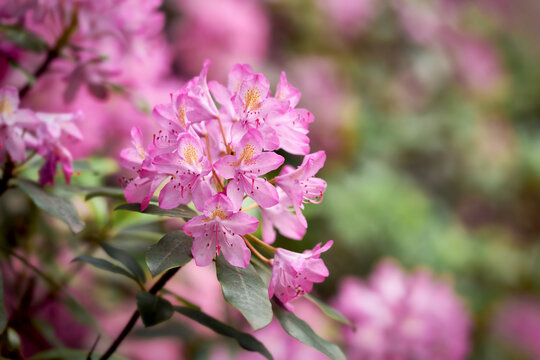 Pink rhododendron flower close up blooming springtime bush in city park