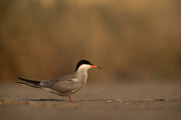 White-cheeked Tern at Asker marsh, Bahrain