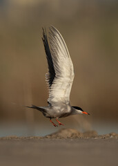 White-cheeked Tern takeoff at Asker marsh, Bahrain