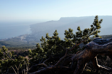 Fototapeta premium CRIMEA: Sunset scenic landscape view with pines