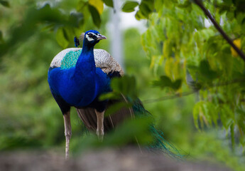 peacock in the park