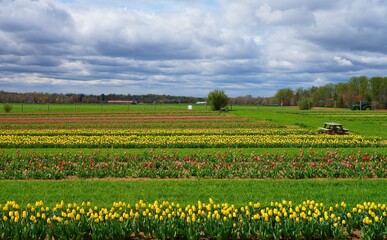 View of a colorful tulip field with flowers in bloom in Cream Ridge, Upper Freehold, New Jersey,...