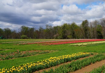 View of a colorful tulip field with flowers in bloom in Cream Ridge, Upper Freehold, New Jersey, United States