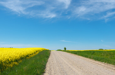 Country road between fields in summer. Fine gravel road.
