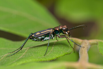 Fototapeta premium Image of tiger beetle on green leaves on natural background. Animal. Insect.