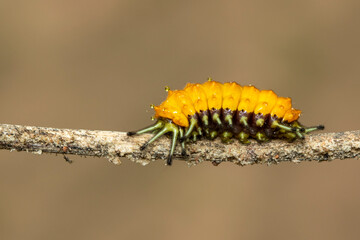 Image of an amber caterpillar on brown branch. Insect. Animal.