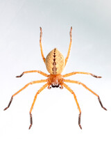 Image of Huntsman spider (Olios sp.) is a family of Sparassidae on white background. Insect. Animal.