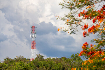 Obraz premium Telephone network pole background rain cloud tree orange flower foreground