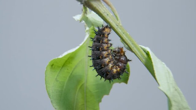Blue Pansy Caterpillar ready going into cocoon, pupa or chrysalis. Time lapse shot of caterpillar undergoes metamorphosis