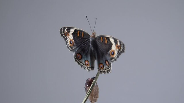 Close up butterfly (Blue Pansy) on a branch after emerging from the chrysalis or pupa. Macro footage.