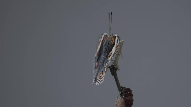 Close up butterfly (Blue Pansy) on a branch after emerging from the chrysalis or pupa. Macro footage.