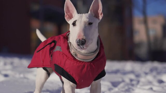 White miniature bull terrier puppy playing with her toy in the snow. The pup is wearing a pink Hurtta dog jacket and a pink padded collar.
