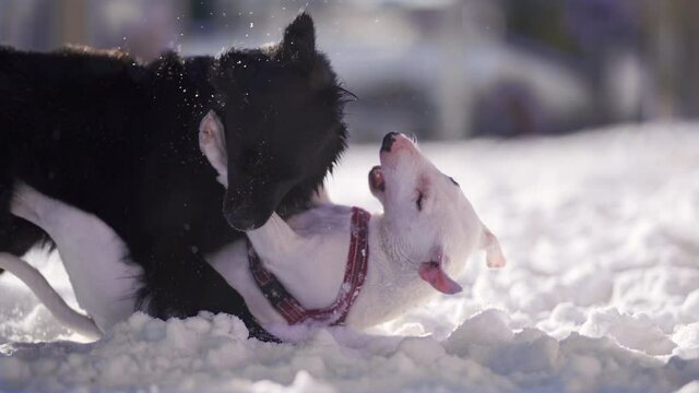Two puppies black and white playing joyfully in the snow. Black pup is a labrador, white - a miniature English bull terrier. Pups biting and rolling in the snow.