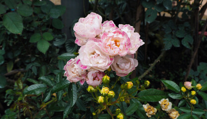 Obraz na płótnie Canvas A white pink rose in full bloom on a branch