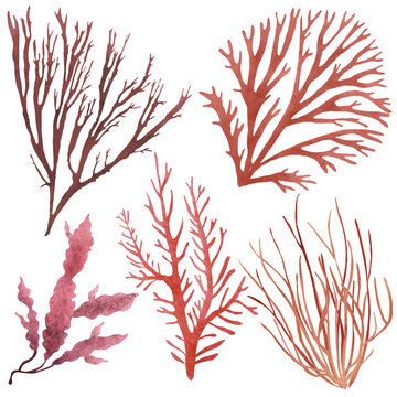 Hand painted watercolor set with colorful algae, seaweed, corals and other underwater plants isolated on white background.