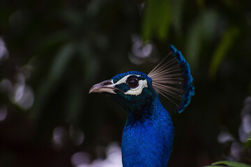 peacock