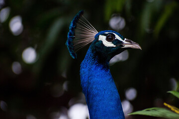 peacock