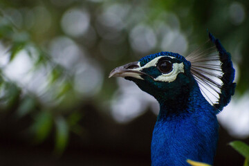 peacock