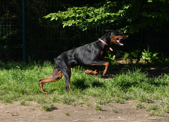 Young doberman dog running in a park in the morning in a pretty light