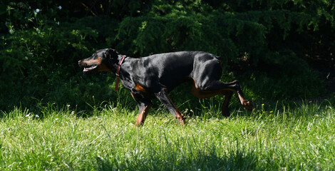 Young doberman dog running in a park in the morning in a pretty light