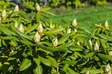 Obraz premium Close up view of unopened rhododendron bud. 