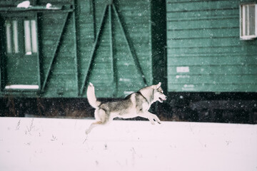 Young Husky Dog Play, Fast Funny Running Outdoor In Snow, Snowdrift Near Railway Carriage. Pet Play In Winter Day
